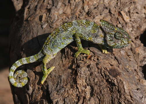 Image of Arabian Chameleon