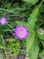 صورة Knautia dipsacifolia Kreutzer