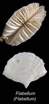 Image of fan corals
