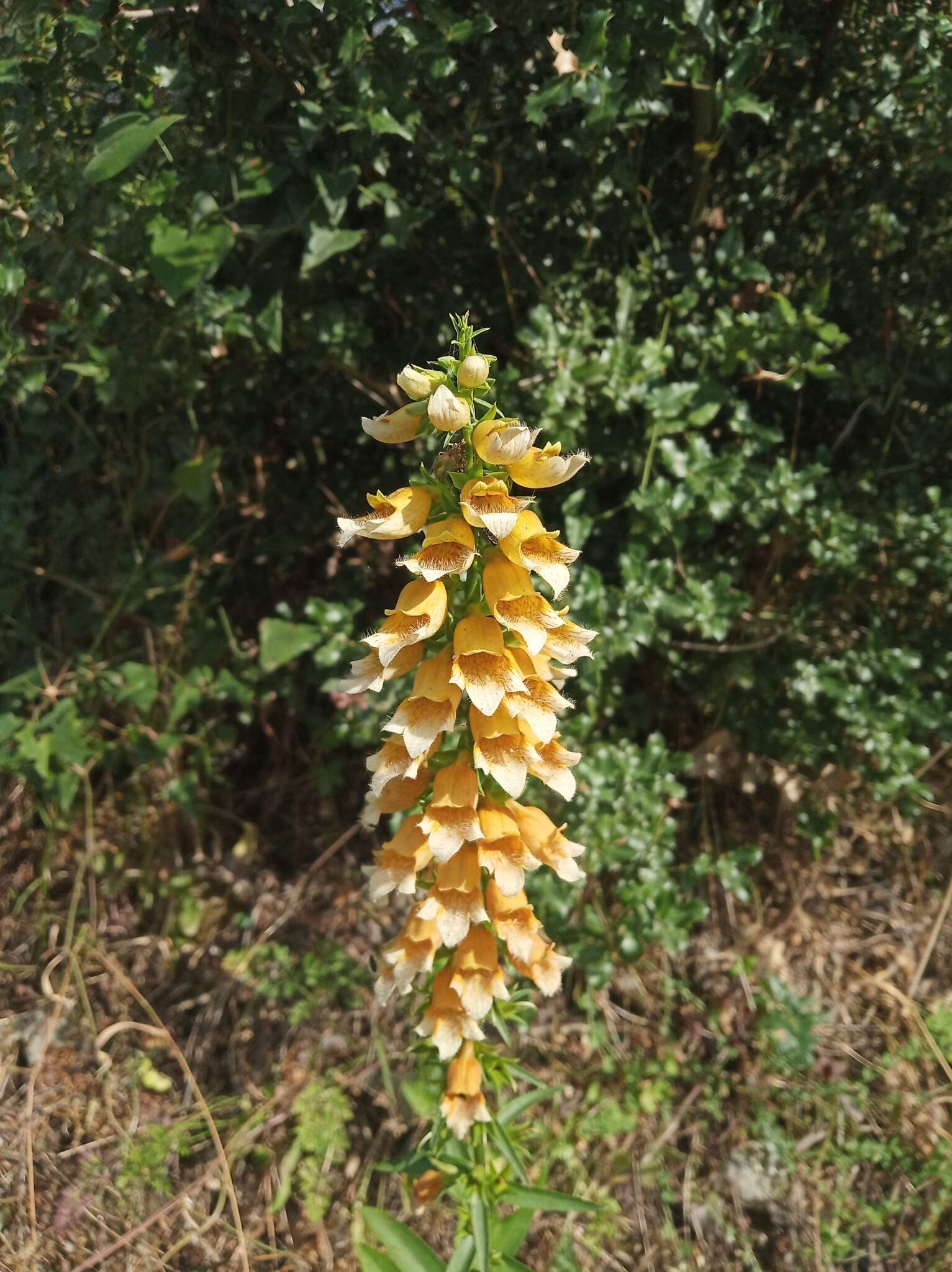 Imagem de Digitalis laevigata subsp. graeca (Ivanina) Werner