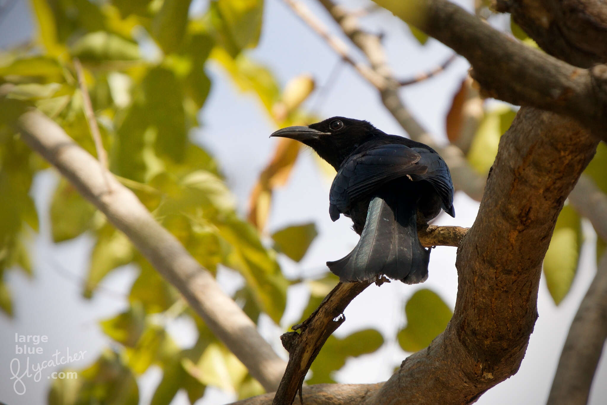 صورة Dicrurus hottentottus brevirostris (Cabanis 1851)