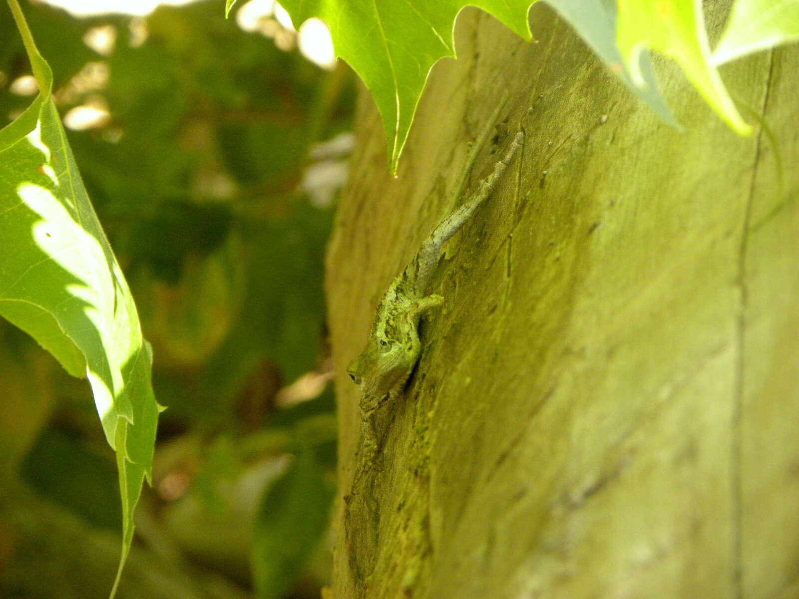 Sivun Sceloporus olivaceus Smith 1934 kuva