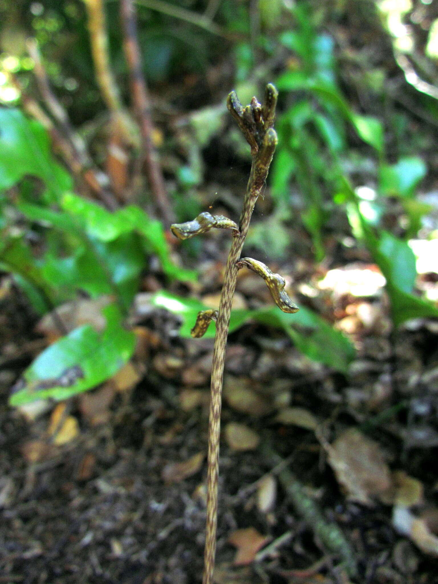 Image of Gastrodia minor Petrie