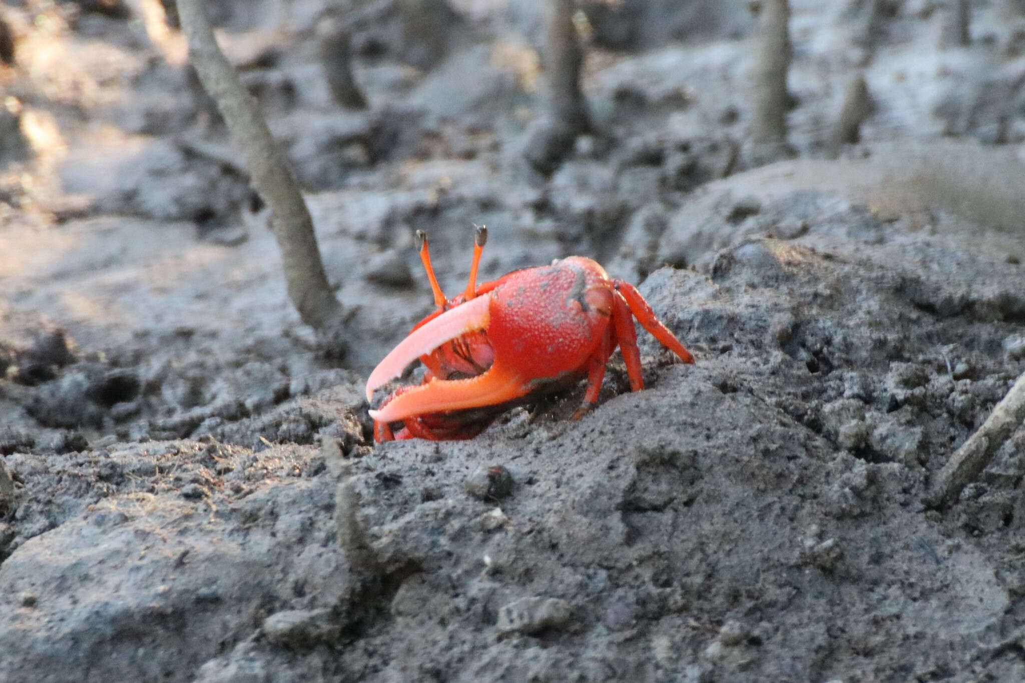 Image of Flame-backed Fiddler Crab