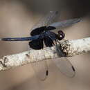 Imagem de Neurothemis oligoneura Brauer 1867