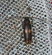 Image of Ash and Privet Borer