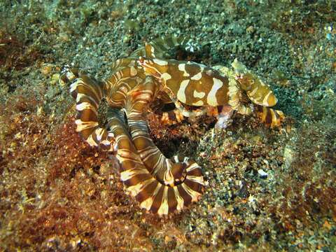 Image of Wunderpus Hochberg, Norman & Finn 2006