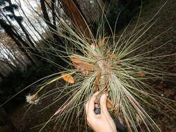 Image of Bartram's airplant