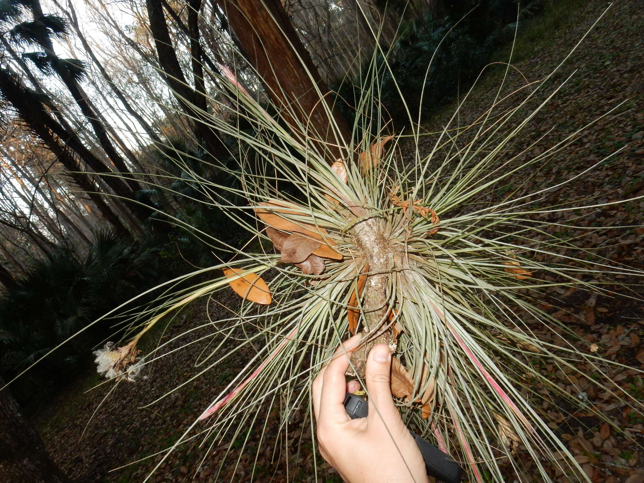 Tillandsia bartramii Elliott的圖片