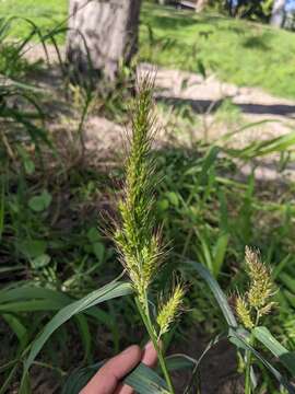 Image of Echinochloa telmatophila Michael & Vickery