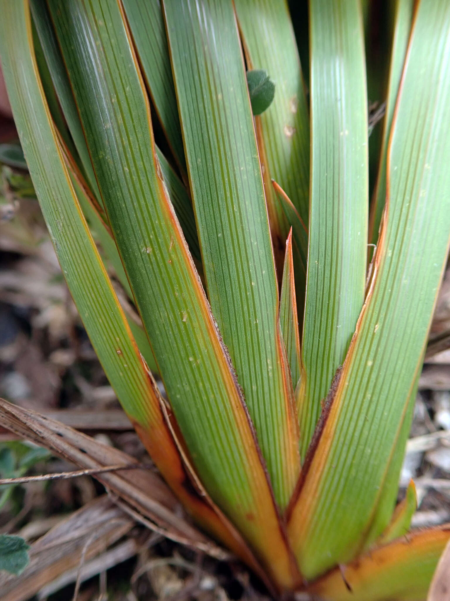 Image of Libertia peregrinans Cockayne & Allan