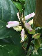 Caamembeca grandifolia (A. A. St.-Hil. & Moq.) J. F. B. Pastore的圖片