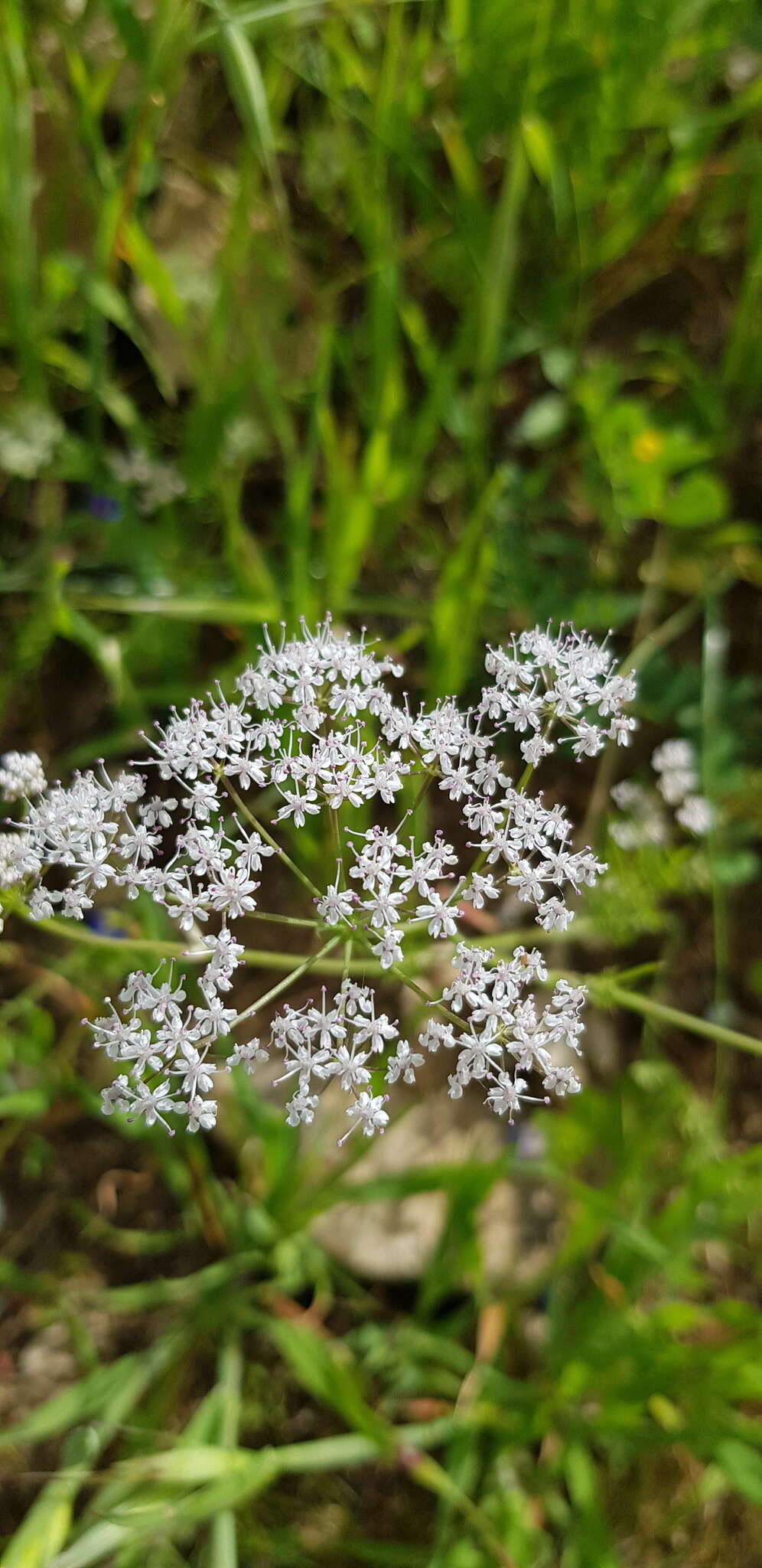 Image of Astomaea seselifolium DC.