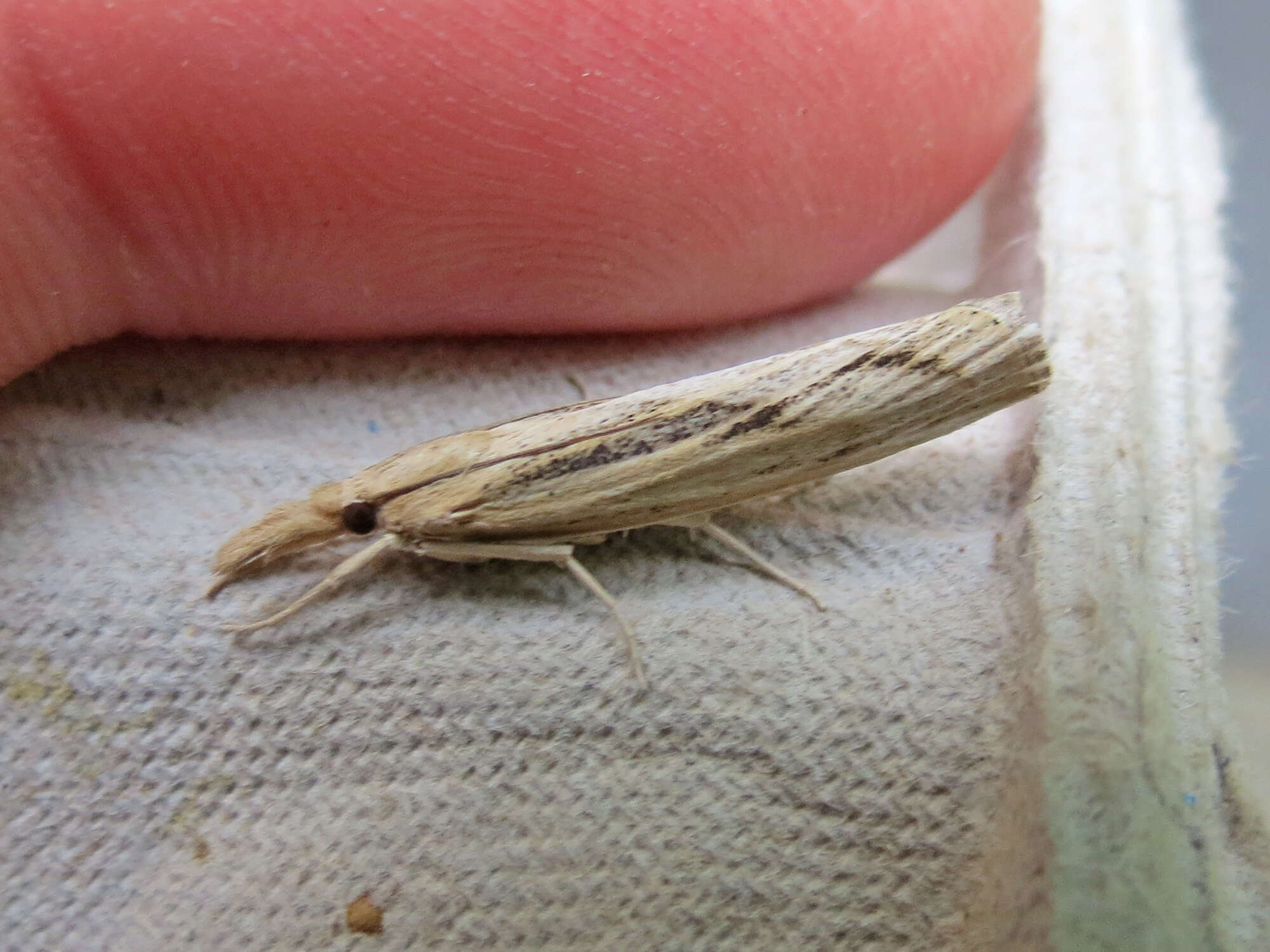 Image of Sod Webworm