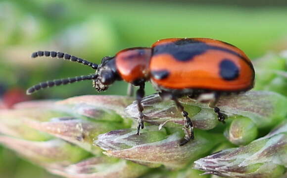 صورة <i>Crioceris quinquepunctata</i>