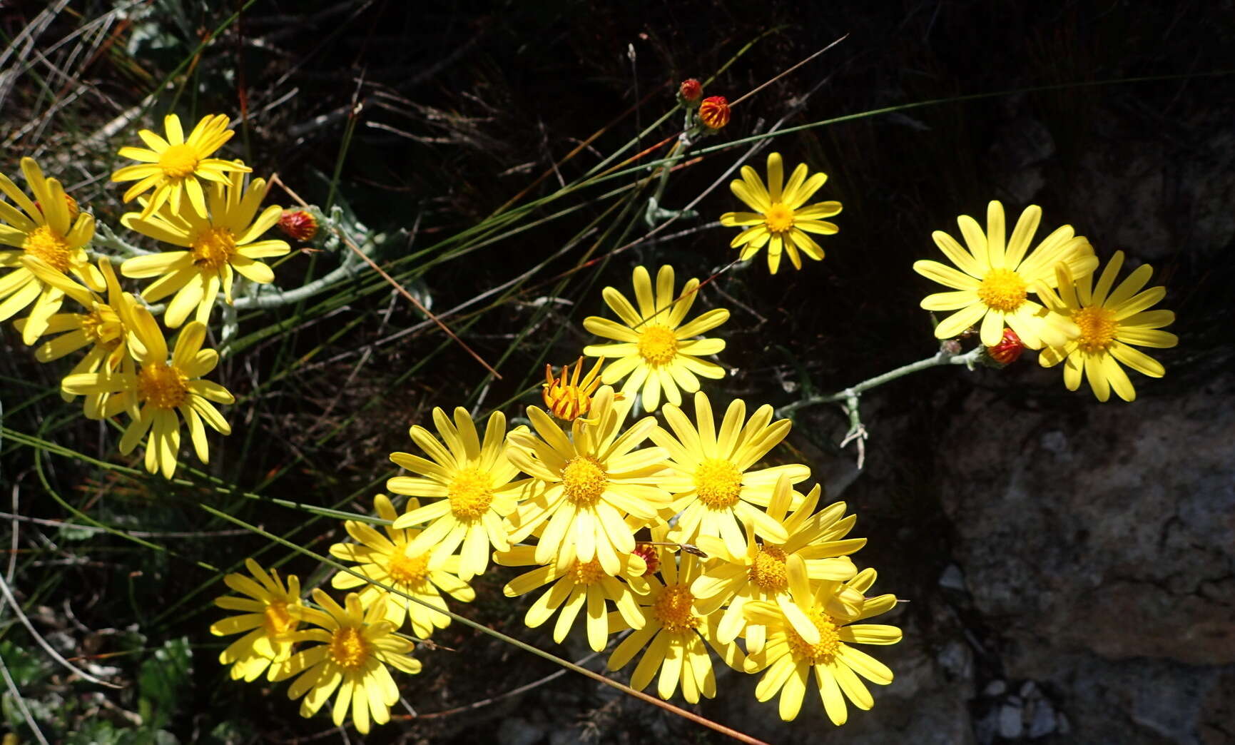 Plancia ëd Senecio arniciflorus DC.