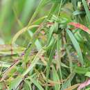 Image of Spiny-thorax Stick Insect