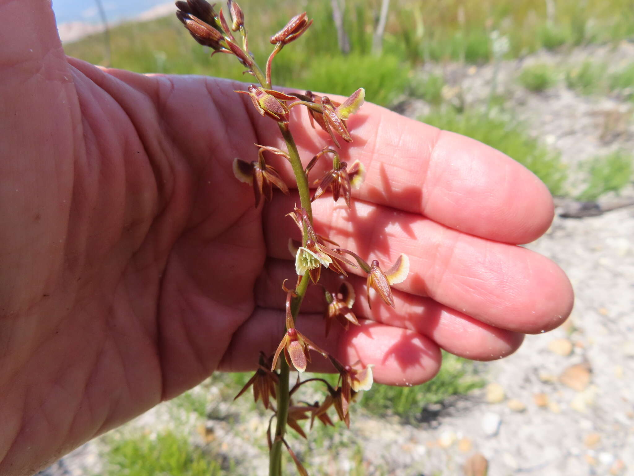 Acrolophia bolusii Rolfe的圖片