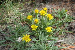 Image of pygmy goldenweed