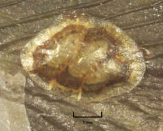 Image of Coccus hesperidum Linnaeus 1758