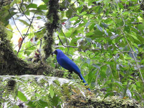 Image of Black-collared Jay