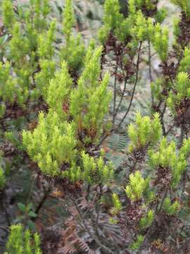 صورة Hypericum juniperinum (L. fil.) Kunth