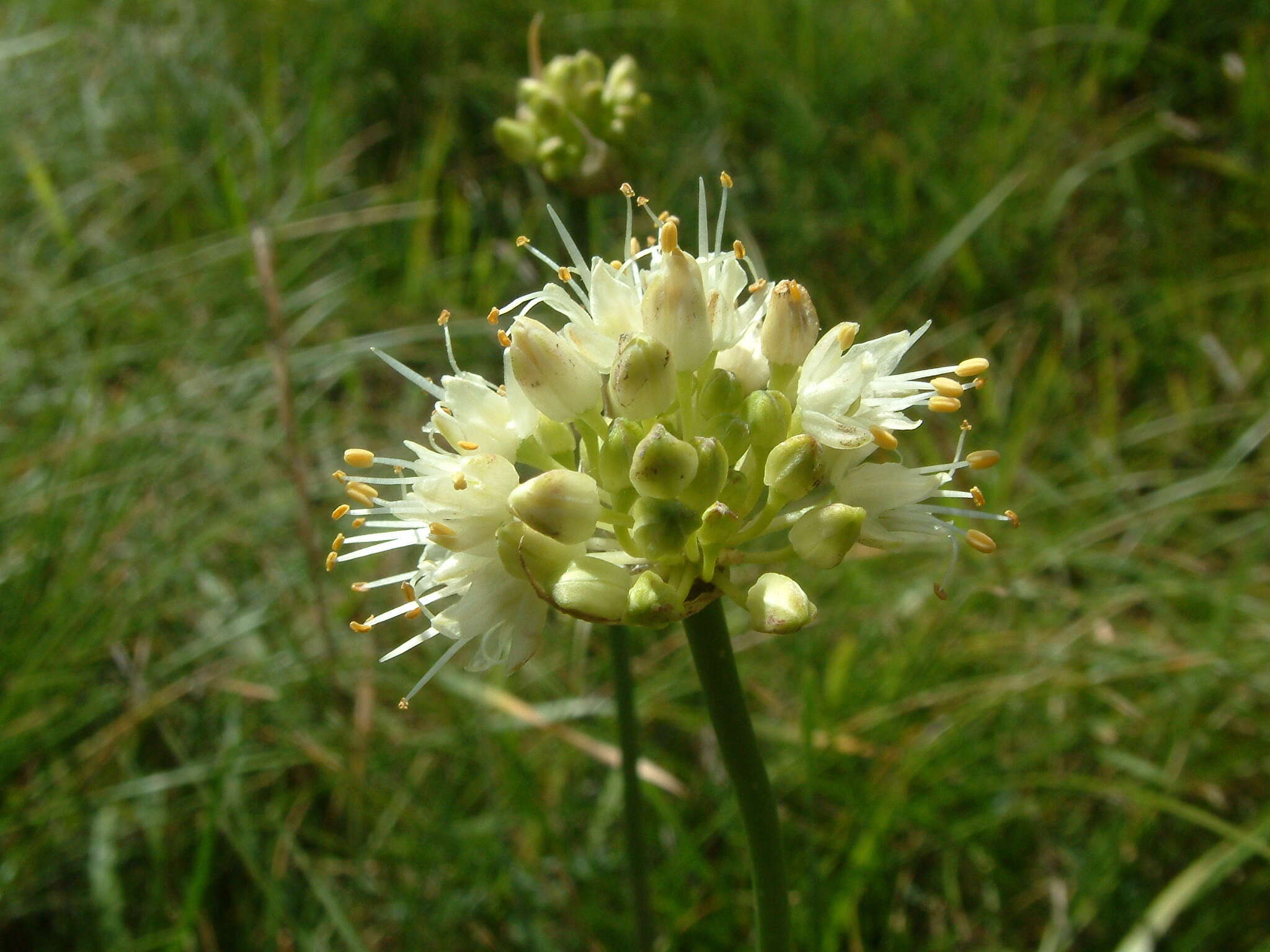 Слика од Allium ericetorum Thore