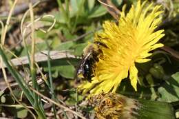 Image of Carlin's Andrena