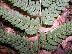 Image of Dryopteris aemula (Ait.) O. Kuntze