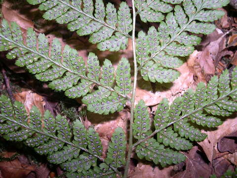 Image of hay-scented buckler-fern