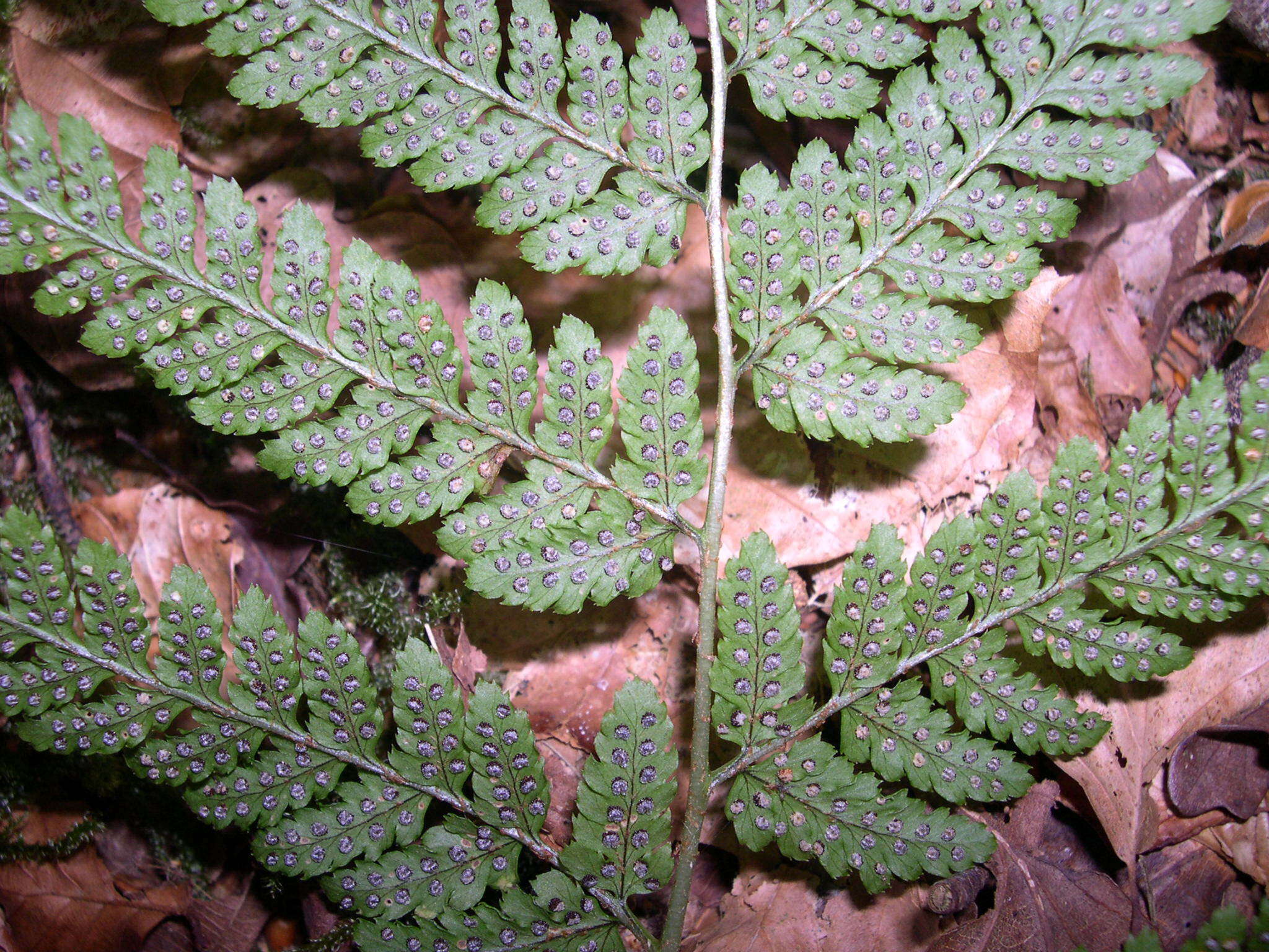 Imagem de Dryopteris aemula (Ait.) O. Kuntze