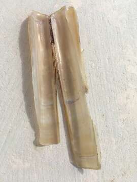 Image of Grooved Razor Shell