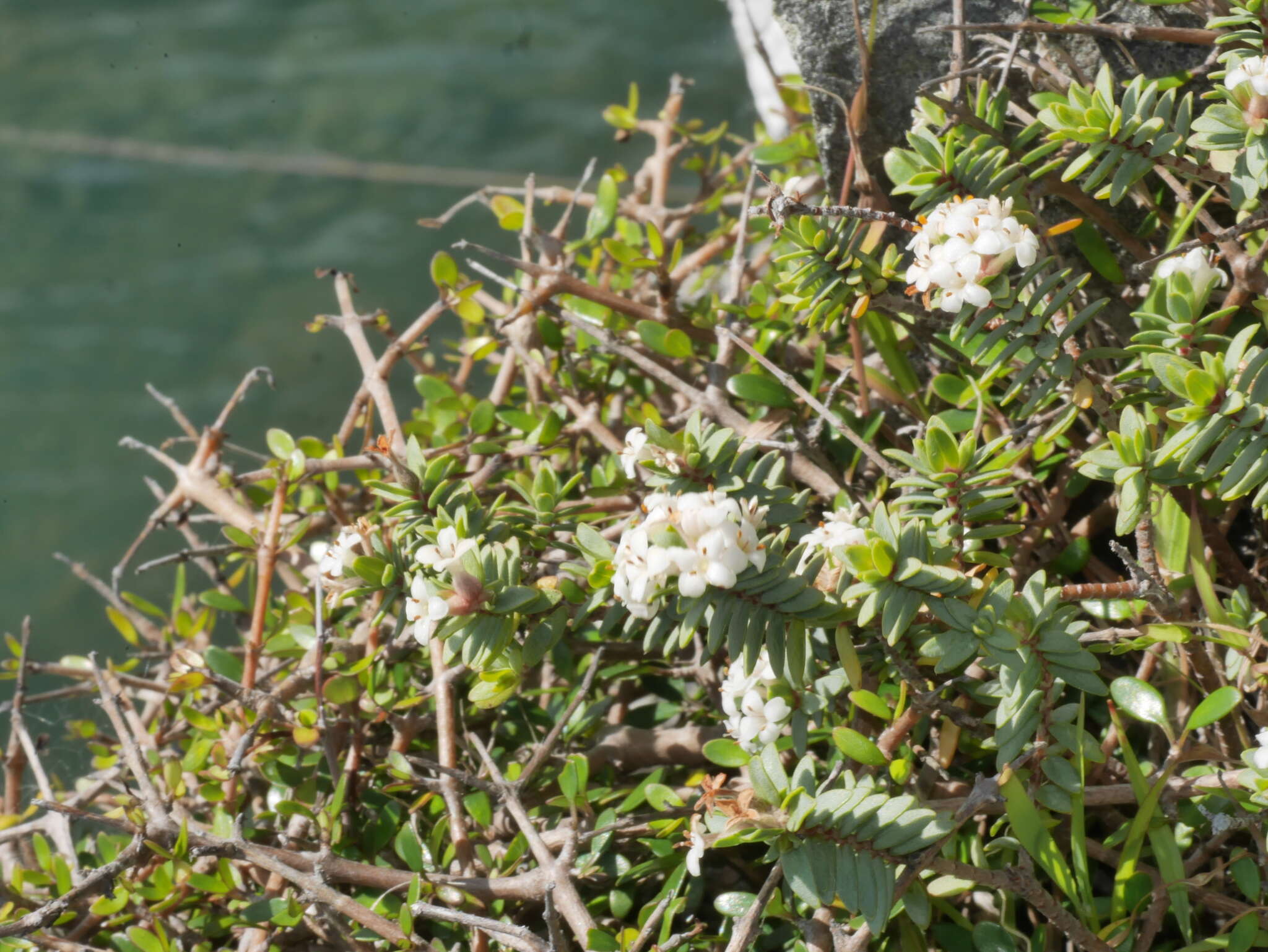 Image of Pimelea cryptica C. J. Burrows & Enright