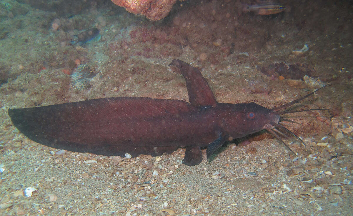 Image of Sailfin catfish