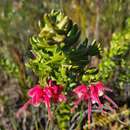 Sivun Grevillea baueri subsp. asperula Mc Gill. kuva