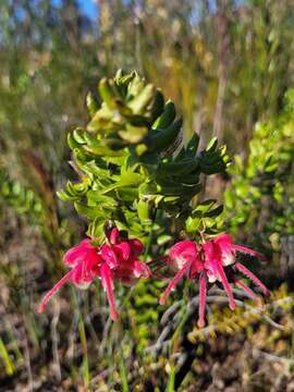 Plancia ëd Grevillea baueri subsp. asperula Mc Gill.