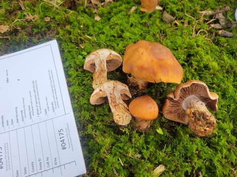 Image of Cortinarius quercophilus Y. Lamoureux, Lebeuf, A. Paul & J. Landry