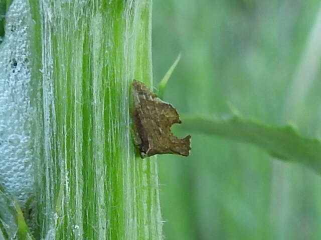 Image of Entylia carinata Forster