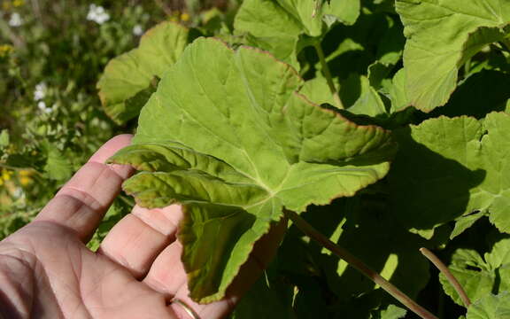 Imagem de Pelargonium odoratissimum (L.) L'Her.