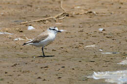 صورة Charadrius marginatus marginatus Vieillot 1818