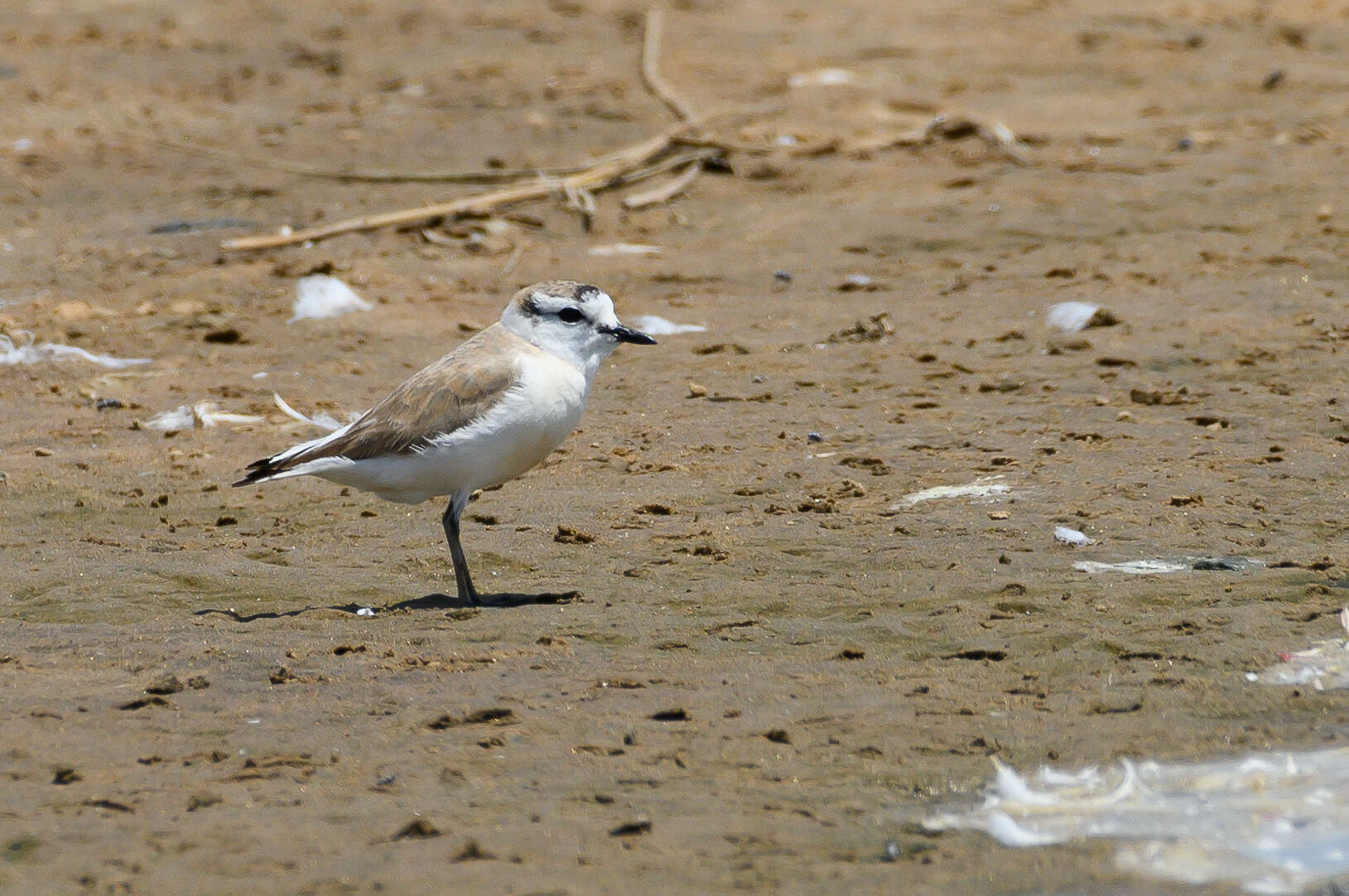 صورة Charadrius marginatus marginatus Vieillot 1818