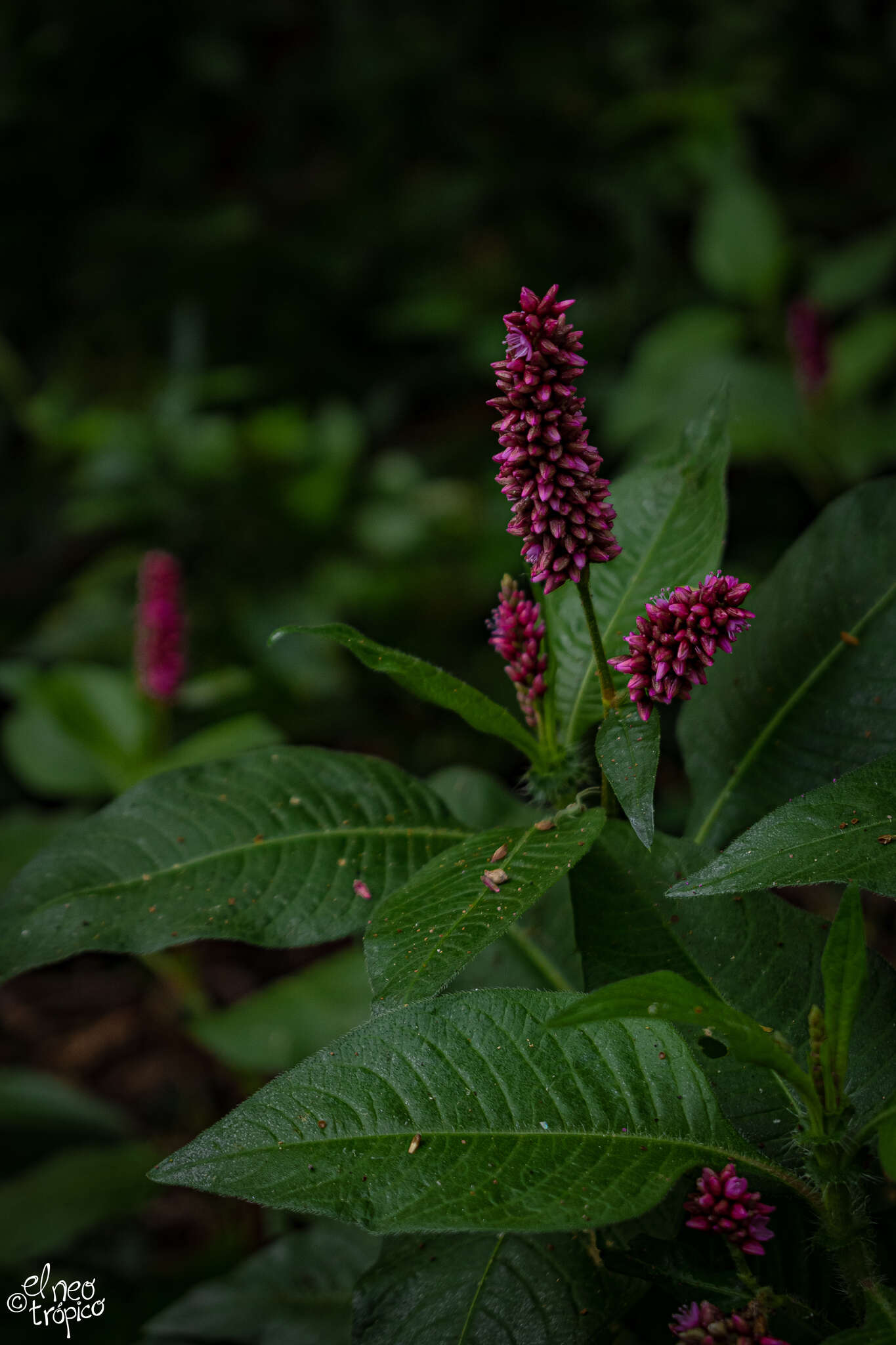 Слика од Persicaria hispida (Kunth) Gomez de la Maza