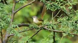 Imagem de Prinia flaviventris (Delessert 1840)