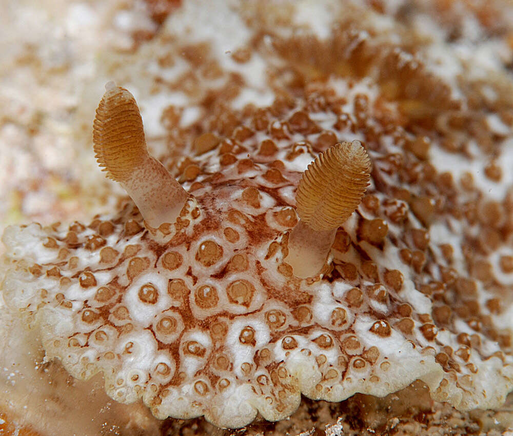 Image of Carminodoris grandiflora (Pease 1860)