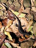 Image of Black Emo Skink