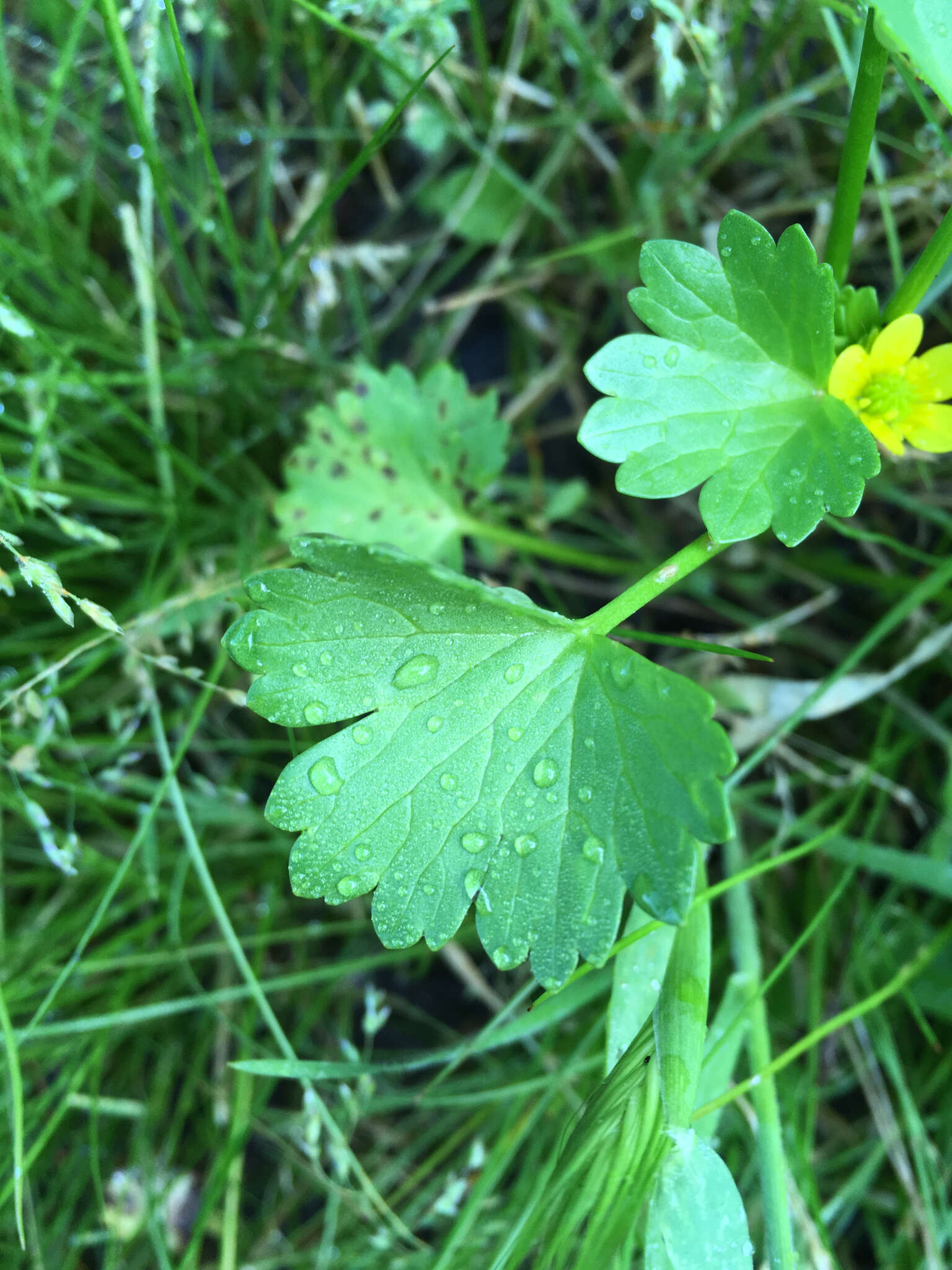 Image de Ranunculus muricatus L.