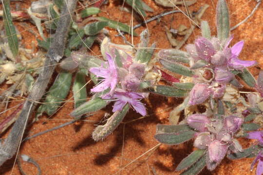 Image of Trianthema pilosa F. Müll.