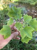 Image of three-toothed maple