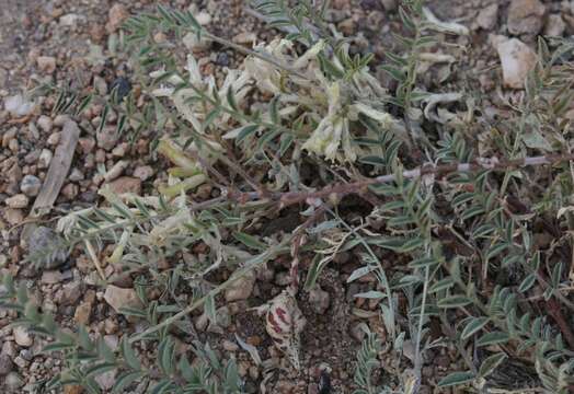 Image of freckled milkvetch