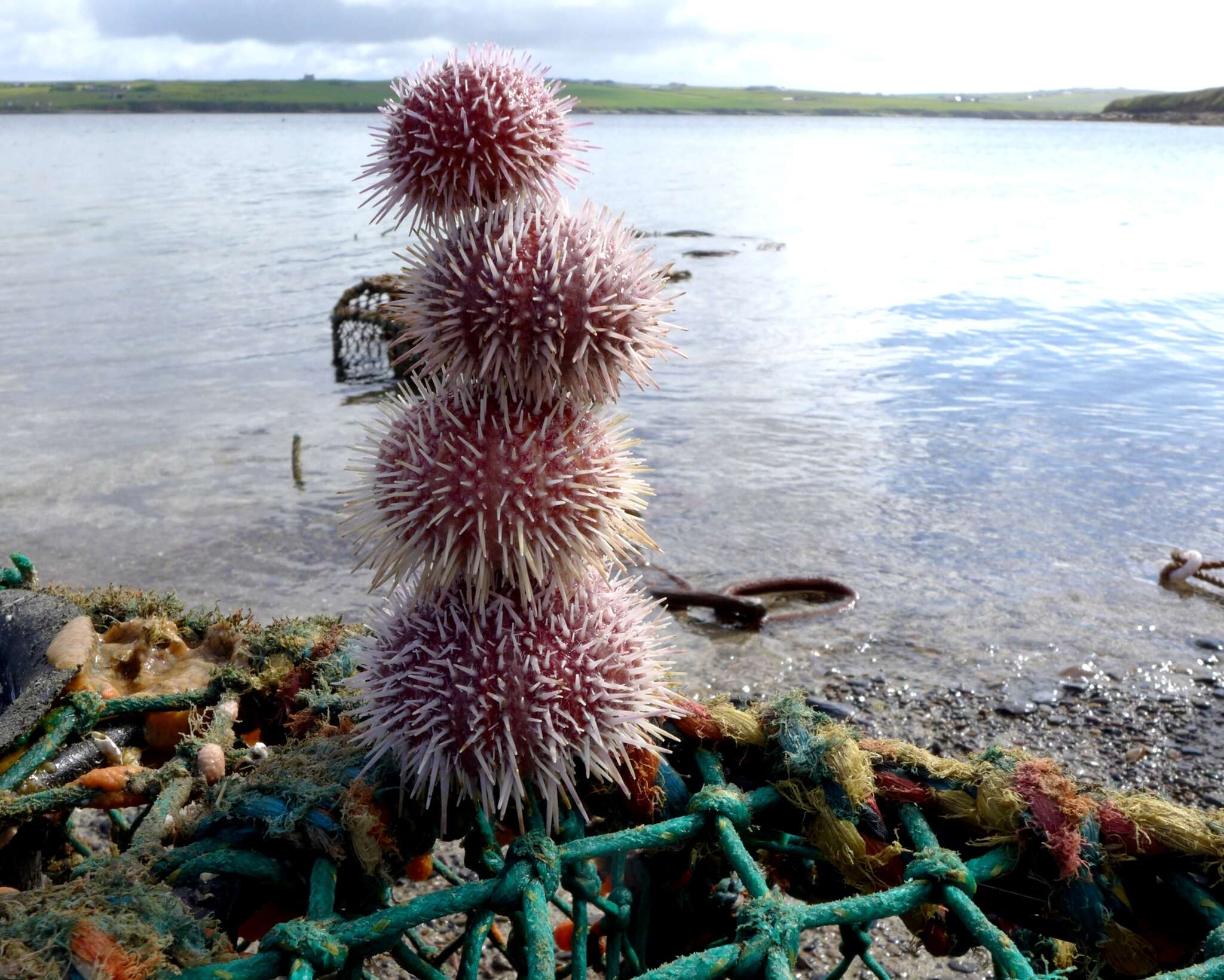 Image of Edible sea urchin